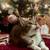 Cats for sale -Kiki & Lucky 6 thumbnail
