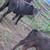 11 Black Beef Feeder Calves 9 thumbnail