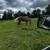 Quarter horse mare 3 thumbnail