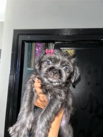 Cachorros mestizos de Pug con Maltés (Sur de Los Ángeles)63893600735618120