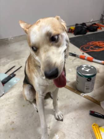 Husky Mix (san antonio)63373486263939122