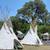 Lodgepole Pine TiPi Poles 19 thumbnail
