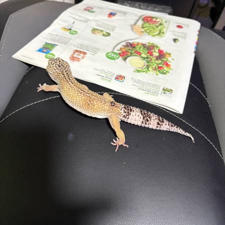 Leopard gecko (Covington)63881507681025122