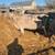 Bred Beef Cows 10 thumbnail
