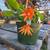 Beautiful ,Blooming Orange Easter Cactus 3 Plants In 6" Pot $10 1 thumbnail