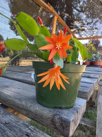 Beautiful ,Blooming Orange Easter Cactus 3 Plants In 6" Pot $10 1