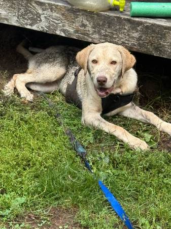 AKC cachorro labrador amarillo de 7 meses (Olympia)63826636834563122