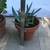 Terracotta pots with jade, aloe, Gasteria & tiger tooth aloe 7 thumbnail