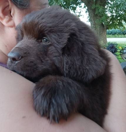 Macho Terranova, perro de raza grande (Hokes Bluff)63612565817219121