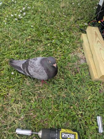Found Pigeon63977625628290120
