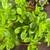 South African wide tongue succulents and other succulents 13 thumbnail