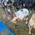 Quality dapple Boer Goats 7 thumbnail