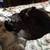 Rehoming young cat 2 thumbnail