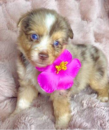 Cute 9-week-old puppies 1
