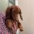 Male Miniature Dachshund 4 thumbnail