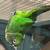 Maroon Conure 2 thumbnail