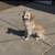 Loving Dogs Looking for New Homes – Friendly & Healthy 3 thumbnail