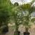 Areca palms 8 thumbnail