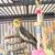 Cockatiels 7 thumbnail