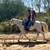 Safe gaited mare 7 thumbnail