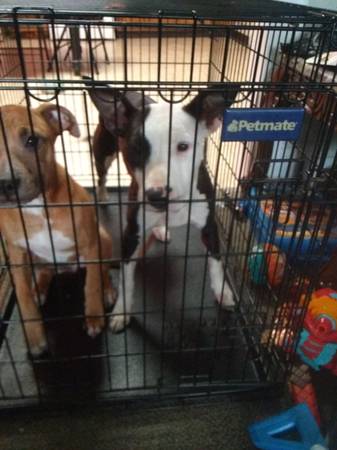 Tarifa de reubicación para cachorro Pitt bull merle marrón (Garfield ohio)63871911081985121