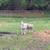 Comnercial white face ewes 4 thumbnail
