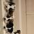 Great pyrenees pups 2 thumbnail