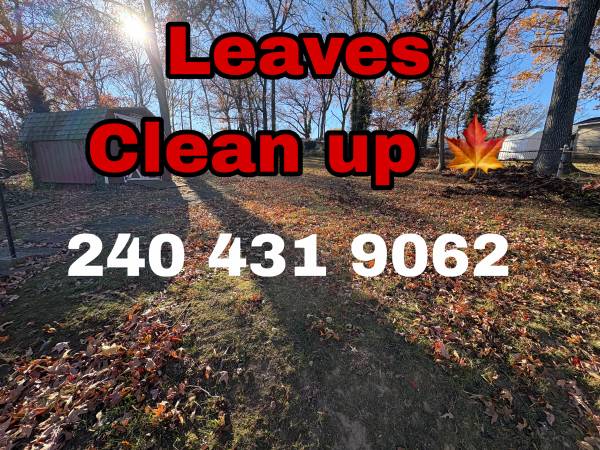 LEAVES🍁CLEAN UP🌳 1