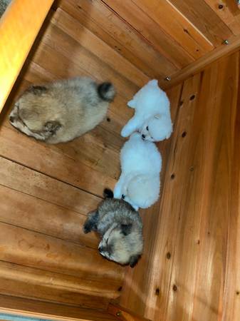 Cachorros de Pomerania - perro (Nueva Orleans)63904507201027122