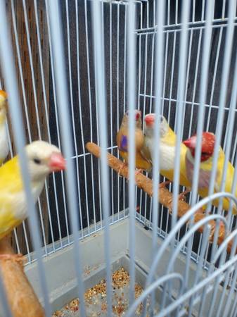 Gouldians (fremont / union city / newark)63890025481091123