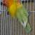 Lovebirds 2 thumbnail