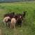 Grassfed Hair Sheep Feeder Lambs 1 thumbnail