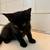 Kitten looking for forever home 3 thumbnail