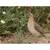 Jumbo female Coturnix Quails laying eggs 3 thumbnail