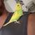 Parakeets 4 thumbnail