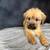 Adorable puppies looking for loving homes 4 thumbnail