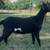MDGA Mini Lamancha and ADGA Nigerian Herd for sale! 3 thumbnail