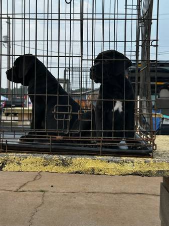 Cachorros Cane Corso (Greenville)63661373033347122