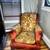 Lovely Traditional Cozy Chair 1 thumbnail