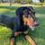 American Doberman puppy 4 thumbnail