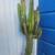 Cactus 5.6 feet 2 thumbnail