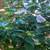 Rose of Sharon Hibiscus Live Shrub Azurri Blue Satin 3 ft Starter tree 7 thumbnail