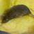 Male rats 9 thumbnail