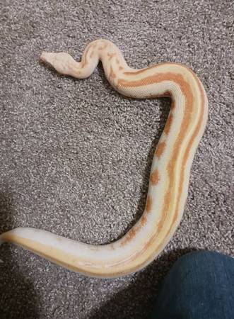 Blood Python/snake (Anchorage)63981298357379124