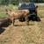 Cows 3 thumbnail