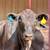 HEIFER CALFS 15 thumbnail