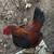 Roosters need gone 6 thumbnail