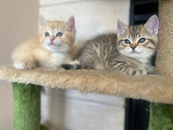 Scottish straight (fremont / union city / newark)64310526009602120