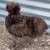 Silkie Hens ~All Feather Types Silkie, Satin, Frizzle, Satin Frizzle 9 thumbnail