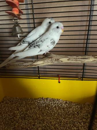 Parakeets 1